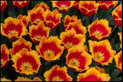 Tulips - Keukenhof The Netherlands