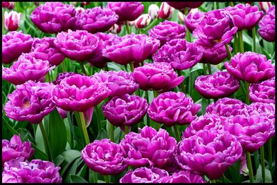 Tulips - Keukenhof The Netherlands