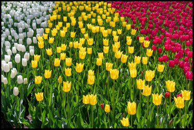 Tulips - Keukenhof The Netherlands