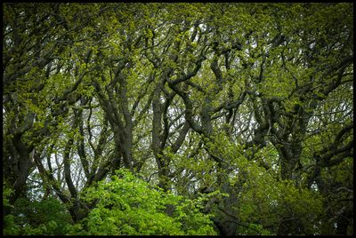Oaks in Dalby Söderskog - Skåne