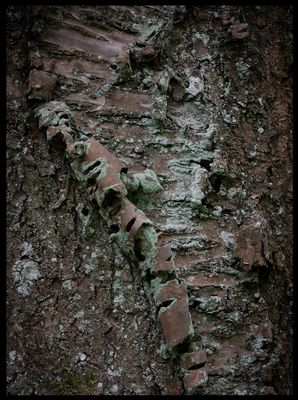 Bark on old beech - Billebjer Skåne
