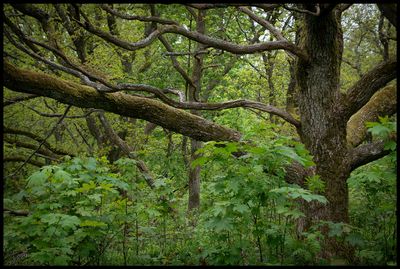Oaks in Billebjer - Skåne