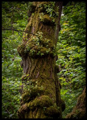 Trees & Forest