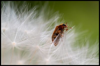 Macro Images