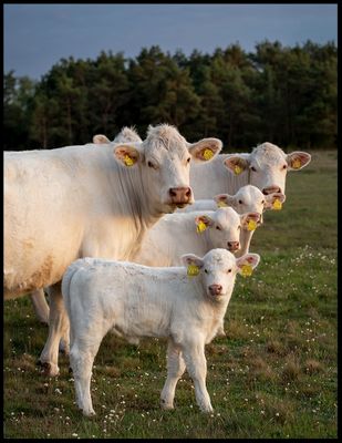 Ottenby & Southern Öland - People, Wildlife and Landscape