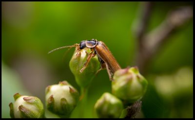 Flugbagge (Cantharsis decipiens) - Albrunna Öland