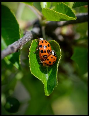 Macro Images