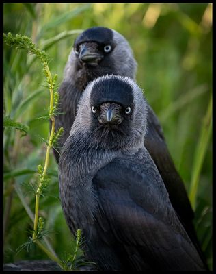 Birds 2023 - Present