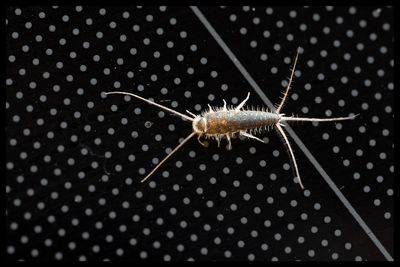 Macro Images