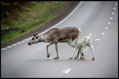 Mammals