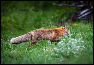 Mammals