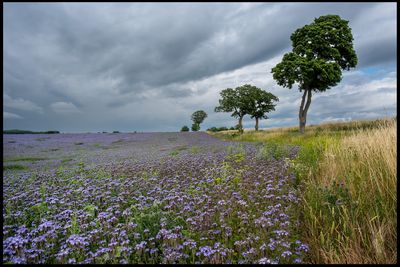 Landscapes 2021 - present