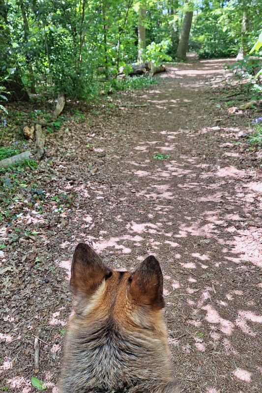 WALK_DOG_3.jpg