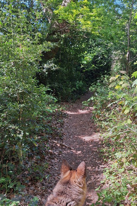 WALK_DOG_4.jpg