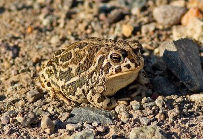 Amphibians and Reptiles