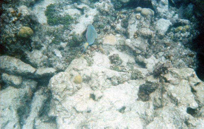 Buck Island Reef, early '90s
