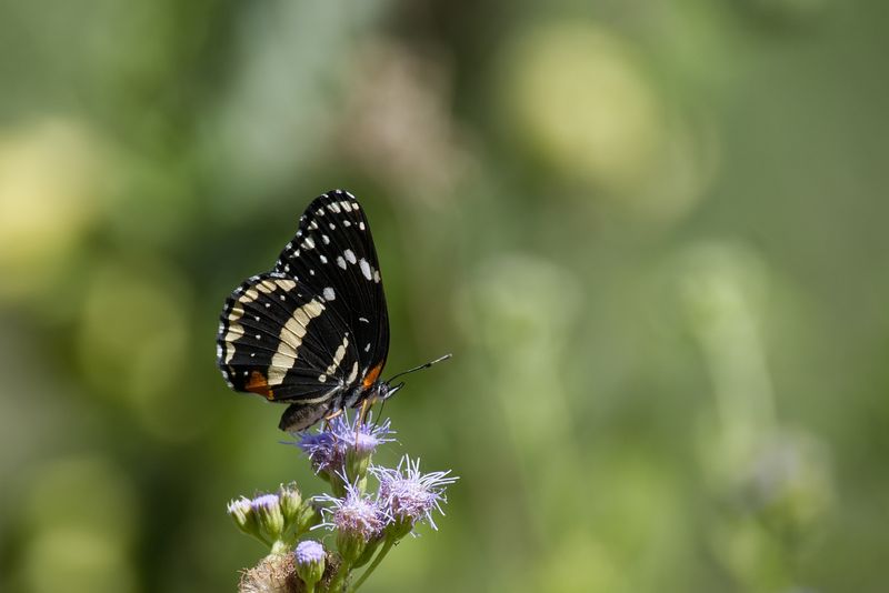 DSC_0054.jpg