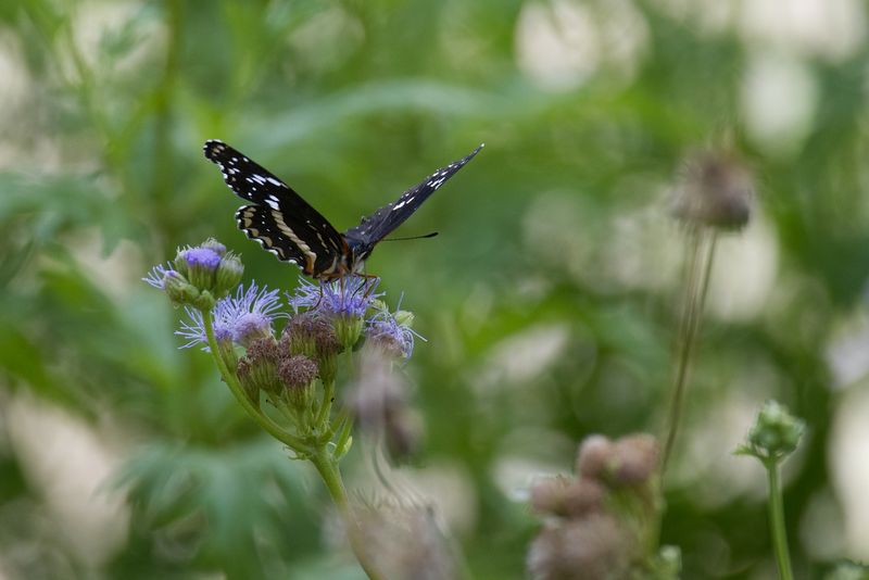 DSC_0056.jpg