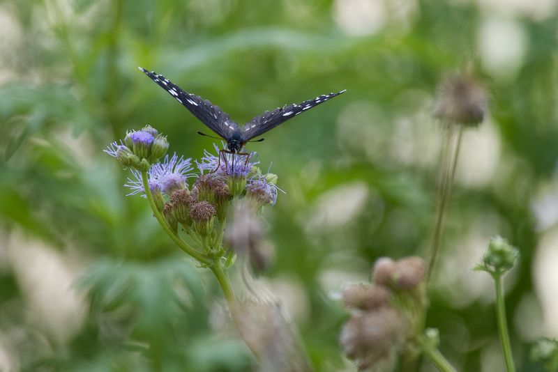DSC_0057.jpg