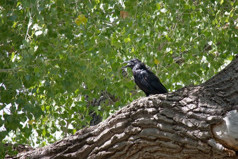 DSC_0179.jpg