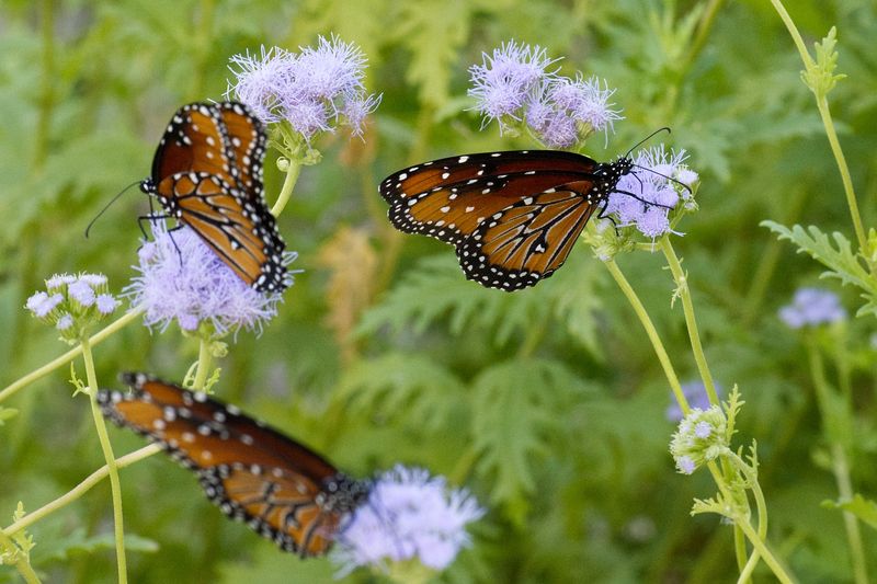 DSC_0535.jpg