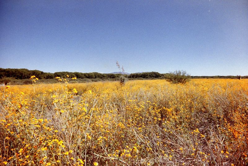 Scan_Fuji400_2024_10_001.jpg