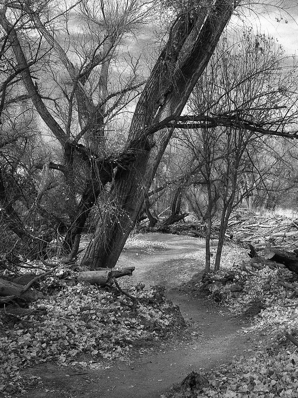 Scan_UltraPan400_2025_03_015.jpg