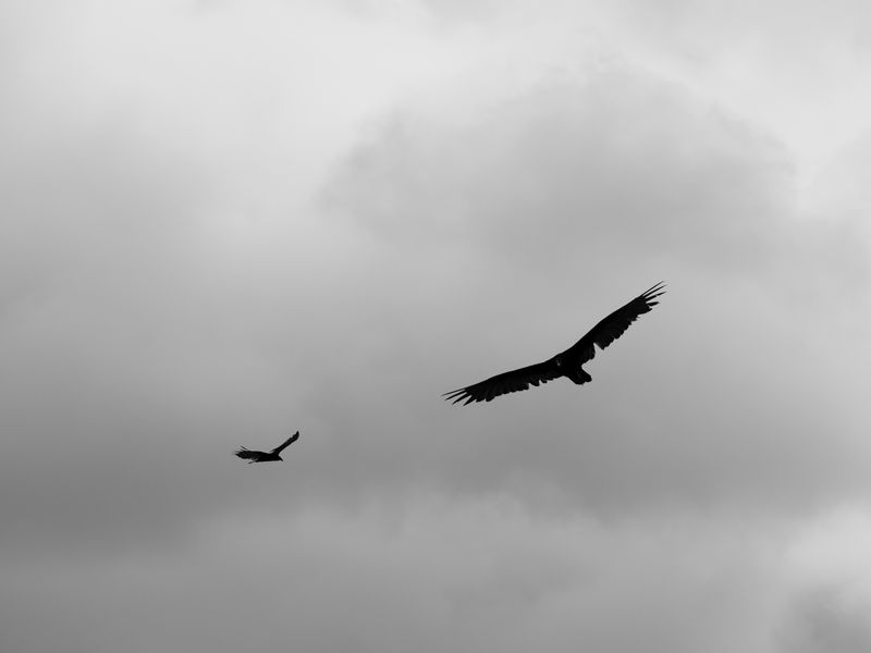 P8150184 (2).jpg