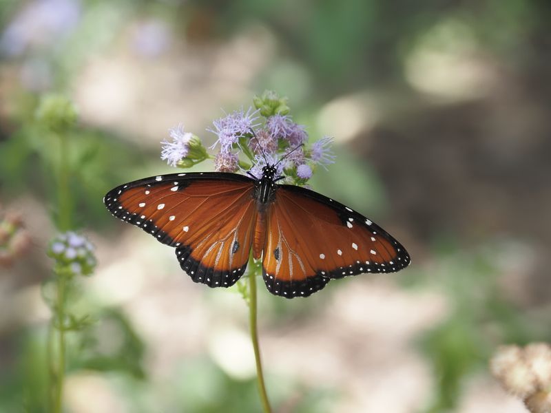 San Pedro Riparian National Conservation Area