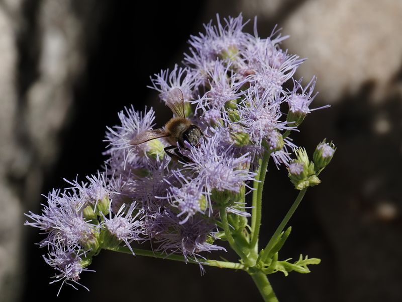 San Pedro Riparian National Conservation Area