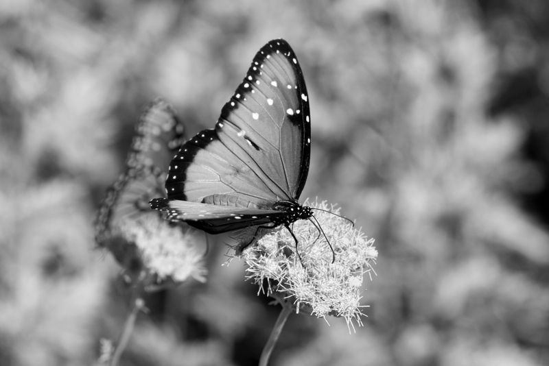 _K332515.JPG