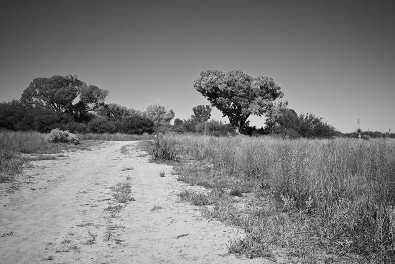 San Pedro Riparian National Conservation Area