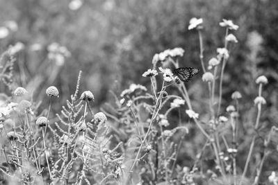 g13/31/450331/3/174800697.0bb9b151.JPEG