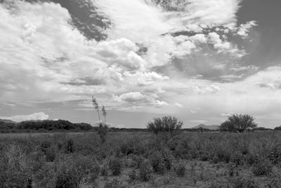 g13/31/450331/3/174825176.81170df5.JPEG