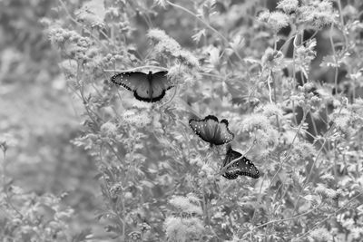 g13/31/450331/3/174920864.716334aa.JPEG