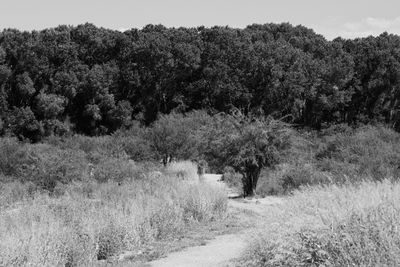 g13/31/450331/3/174932571.b5938612.JPEG