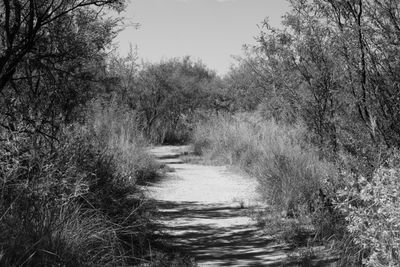 g13/31/450331/3/174932574.832a79ca.JPEG
