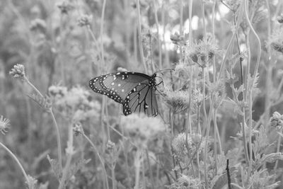 g13/31/450331/3/174932580.339d0652.JPEG