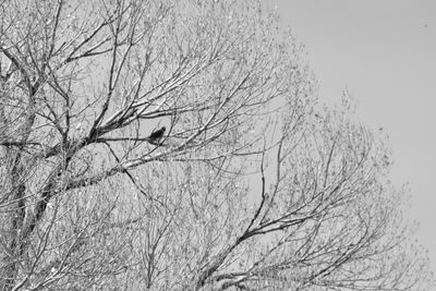 g13/31/450331/3/175253827.3628aaa4.JPEG