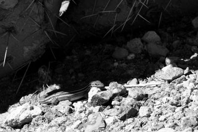 g13/31/450331/3/175666839.bfd060e4.JPEG