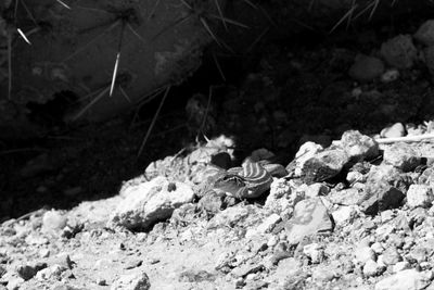 g13/31/450331/3/175666853.a56934e2.JPEG