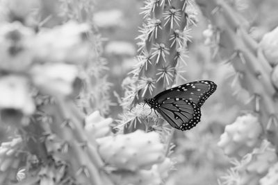 g13/31/450331/3/175791057.2a342d41.JPEG