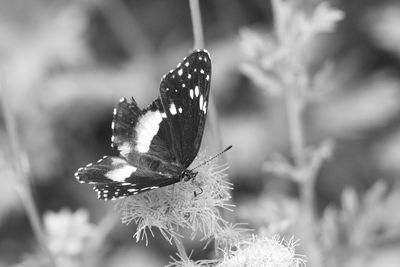 g13/31/450331/3/175791060.4bfc25c3.JPEG