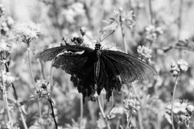 g13/31/450331/3/175838990.d662b558.JPEG