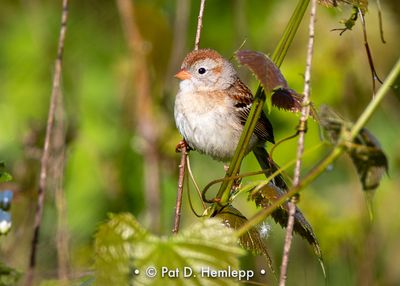 Perched in field