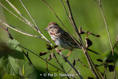 Perched sparrow