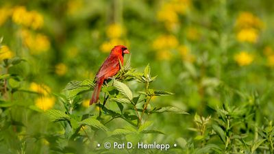 Red, yellow, green