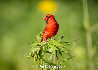 Cardinal in sun