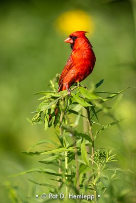 Spot of red