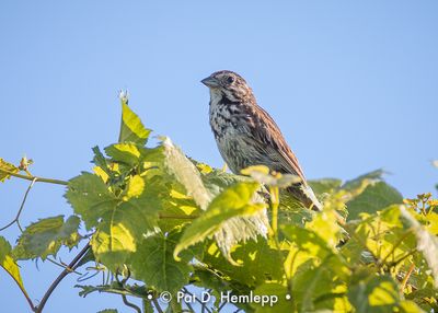 Sparrow and sky